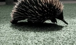 Echidna