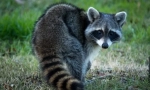 Raccoon stroskun (photo): radoveden živalski fidget