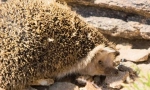 Hedgehog daersky