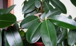 Ficus drgnjenje (elastika)