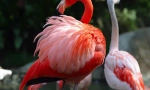Flamingo navaden