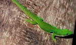 Gecko