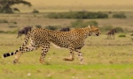 Cheetah: zanimiva dejstva o hitrem hitremu plenilcu