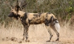 Hyenal pes