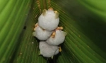 Hondurassic white bats