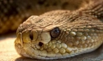 Rattlesnake