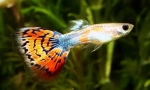 Guppy (poeecilia reticulata)