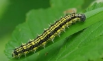 Caterpillar