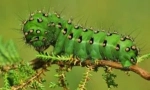 Caterpillars v naravi in ​​doma