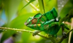 Chameleon (fotografija): pravi zarotnik za živalski svet