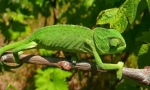 Chameleon navaden