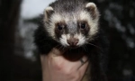 Ferret