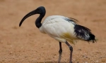 Ibis sacred