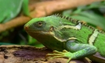 Iguana fidžian striped