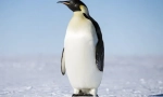 Imperial penguin