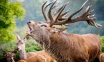 Zanimiva dejstva o plemenitih jelenih
