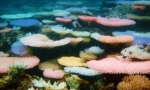 Zanimiva dejstva o koralih