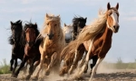 Zanimivosti o konjih