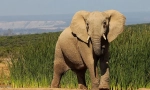 Zanimiva dejstva o slonih