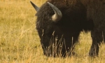 Zanimiva dejstva o bizonu