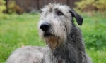 Irski wolfhound
