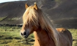 Islandski pony