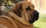 Španščina mastiff