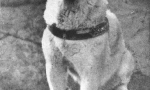 Zgodovina hachiko - najbolj predana v svetu psa (7 fotografij)