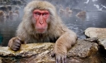 Japonski macak