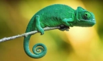 Kako chameleon spremeni barvo?