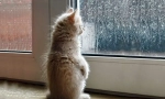 Kako mačka napoveduje vreme