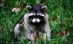 Kako govoriti raccoons