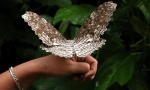 Kakšen metulj je največji?