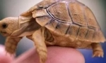 Kakšna želva je tvoja?