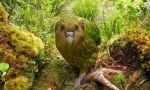 Kakapo: good-seltured parrot, podoben ol (9 fotografij)