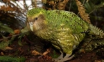 Kakapo