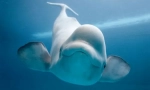 Kakšna velikost srca v beli kit?