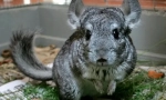 Kakšna trava jedo chinchillas, hranjenje pravila z zelišči