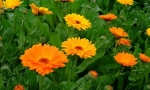 Calendula