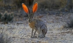 California hare