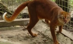 Kalimantanian cat: redka žival iz otoka borneo