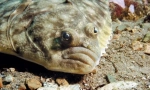 Flounder