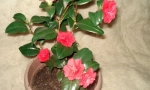 Camellia