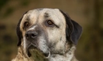 Kangal (foto): močan in ljubek prijatelj človeka