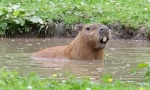 Capybara: glodalec, katerega imenovana riba