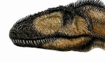 Carcharadontosaur