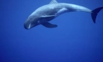 Dwarf whale