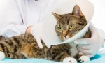 Kastracija in sterilizacija: pristojna pooperativna oskrba mačke ali mačke