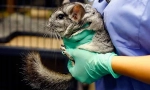 Kastracija in sterilizacija chinchillas