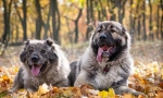 Caucasian shepherd pes (fotografija): zanesljiv stražar in pravi prijatelj